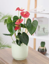 نبتة انتوريوم حمراء